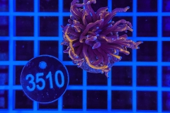 Euphyllia glabrescens