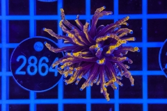 Euphyllia glabrescens