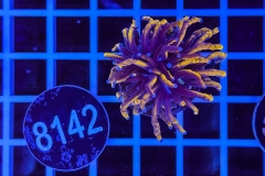 Euphyllia glabrescens