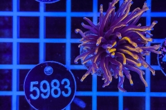Euphyllia glabrescens