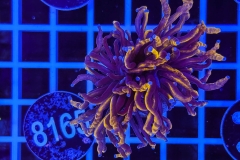 Euphyllia glabrescens