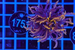 Euphyllia glabrescens