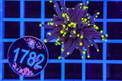Euphyllia glabrescens