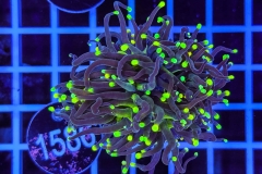 Euphyllia glabrescens