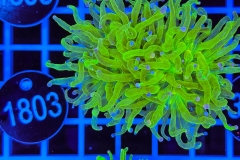 Euphyllia glabrescens