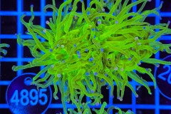 Euphyllia glabrescens