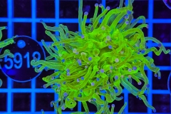 Euphyllia glabrescens