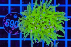 Euphyllia glabrescens