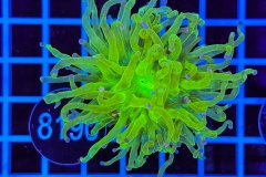 Euphyllia glabrescens