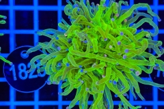 Euphyllia glabrescens