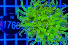Euphyllia glabrescens