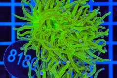 Euphyllia glabrescens