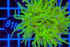 Euphyllia glabrescens