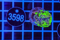Euphyllia paraancora