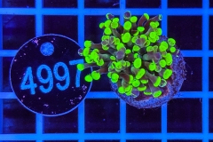 Euphyllia paraancora