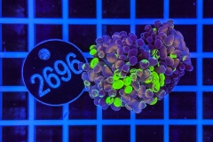 Euphyllia paraancora