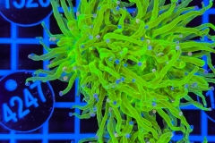 Euphyllia glabrescens