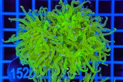 Euphyllia glabrescens