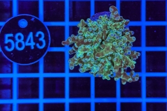 Euphyllia paradivisa