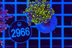 Euphyllia paradivisa