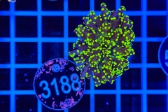 Euphyllia paradivisa