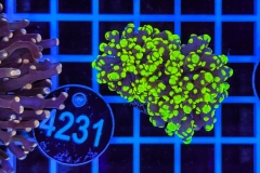 Euphyllia paradivisa