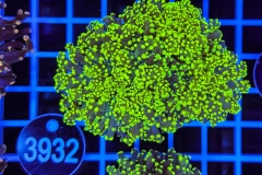 Euphyllia paradivisa