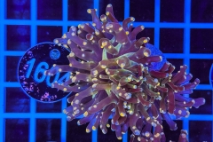Euphyllia paradivisa