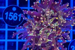 Euphyllia paradivisa