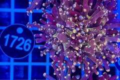 Euphyllia paradivisa