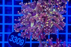 Euphyllia paradivisa
