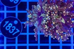 Euphyllia paradivisa