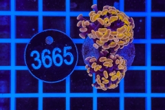 Euphyllia paraancora
