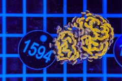 Euphyllia paraancora