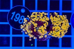 Euphyllia paraancora
