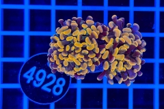 Euphyllia paraancora