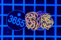 Euphyllia paraancora