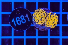Euphyllia paraancora