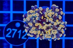 Euphyllia paraancora