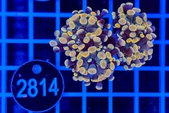Euphyllia paraancora