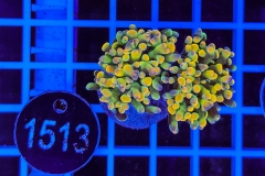 Euphyllia paraancora