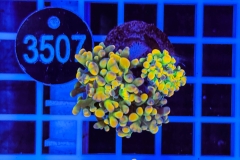 Euphyllia paraancora