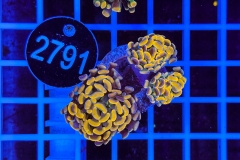 Euphyllia paraancora