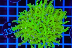 Euphyllia glabrescens