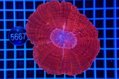 Cynarina lacrymalis