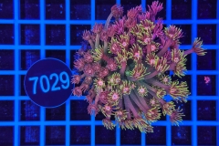 Goniopora