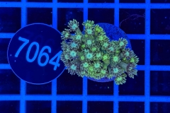 Goniopora