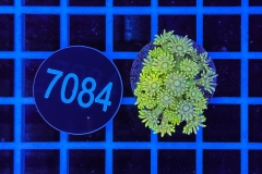 Goniopora
