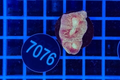 Goniastrea