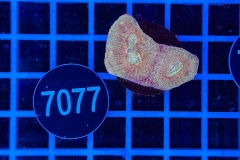 Goniastrea